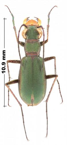 Lophyra infuscatula